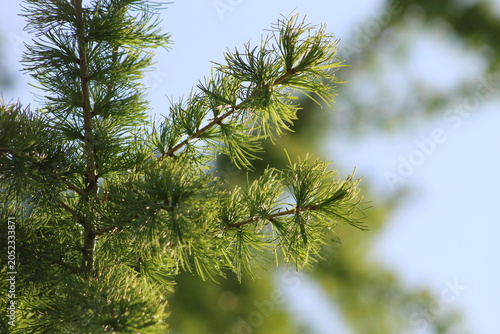 pine tree branches