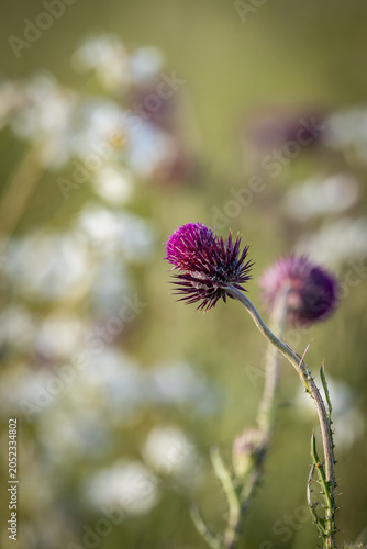 A musk thistle in a meadow in the South Downs, on a sunny summer's evening