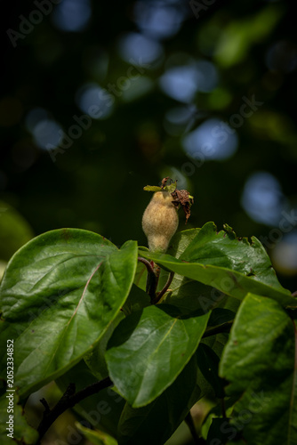 Fruit developing on a tree in springtime, with a shallow depth of field