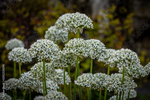 Allium Nigrum in bloom in springtime, with a shallow depth of field
