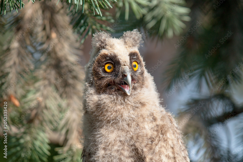 Fototapeta premium great horned owl