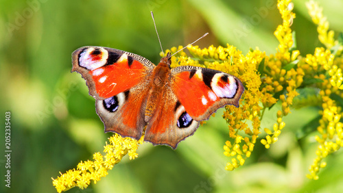 butterfly on a flower