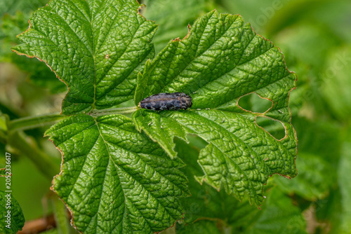 Species identification of a Metallic woodboring beetle (Trachys minutus) sitting on a raspberry leaf