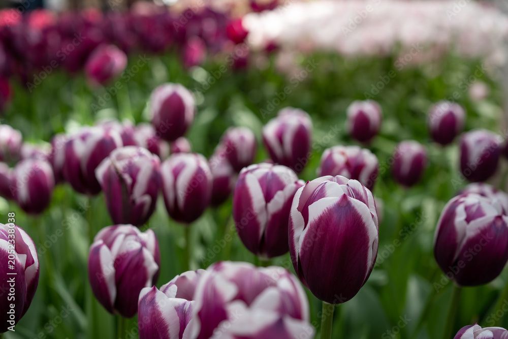 Fototapeta premium Tulpenfeld
