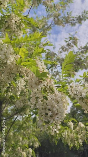 White Acacia tree Blossoms Blooming on Branches Background in Spring Season green Nature. Flower bud.