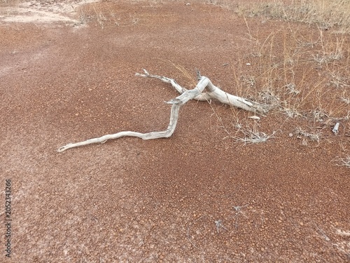 Dry Tree Branch on Red Gravel Ground in Arid Landscape