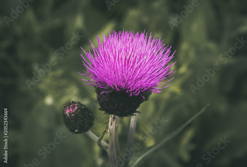 Vibrant purple thistle flower blooming outdoors against a soft green background, showcasing intricate petals and a developing bud, symbolizing natural beauty and resilience