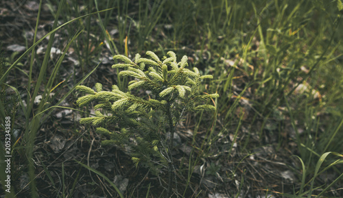 Small evergreen conifer growing from the forest ground, green needles reaching towards sunlight, representing themes of growth, resilience, and the beginning of a vibrant ecosystem