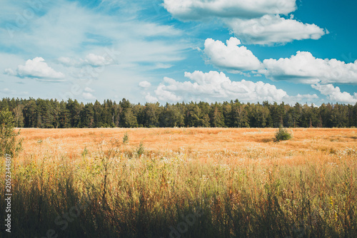 Golden dry grass filling a wide meadow, stretching towards a dark green forest line, creating a serene and open natural landscape beneath a vibrant, cloudy summer sky