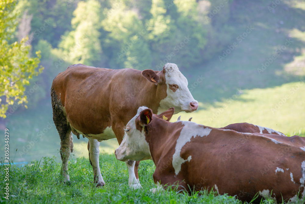 Fotografi Cows grazing freely