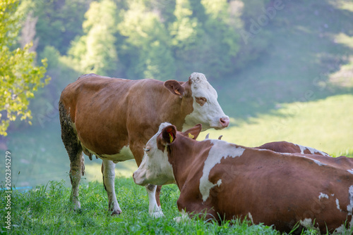Quadro su tela Cows grazing freely