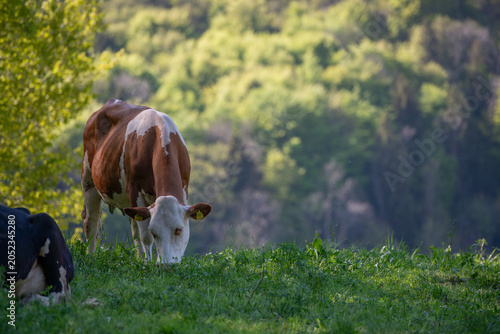 Canvas-taulu Cows grazing freely