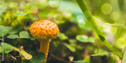 Orange scaly mushroom standing on a lush green forest bed, surrounded by clover and moss, with gentle bokeh highlights showcasing a vibrant, detailed natural environment