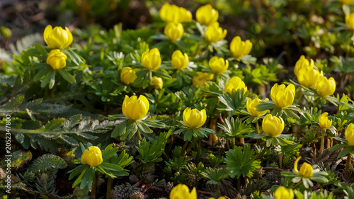Schilderij op canvas Eranthis hyemalis (also winter aconite ; Latin- Eranthis hyemalis ) is a species