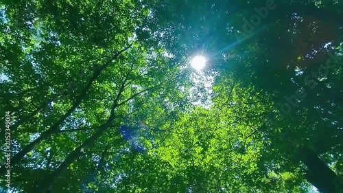 緑の森　太陽光