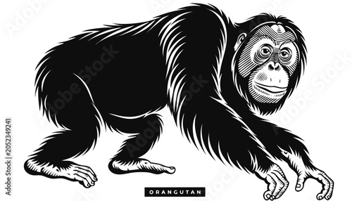 Foto Very beautiful black-and-white engraved vector illustration featuring an orangut