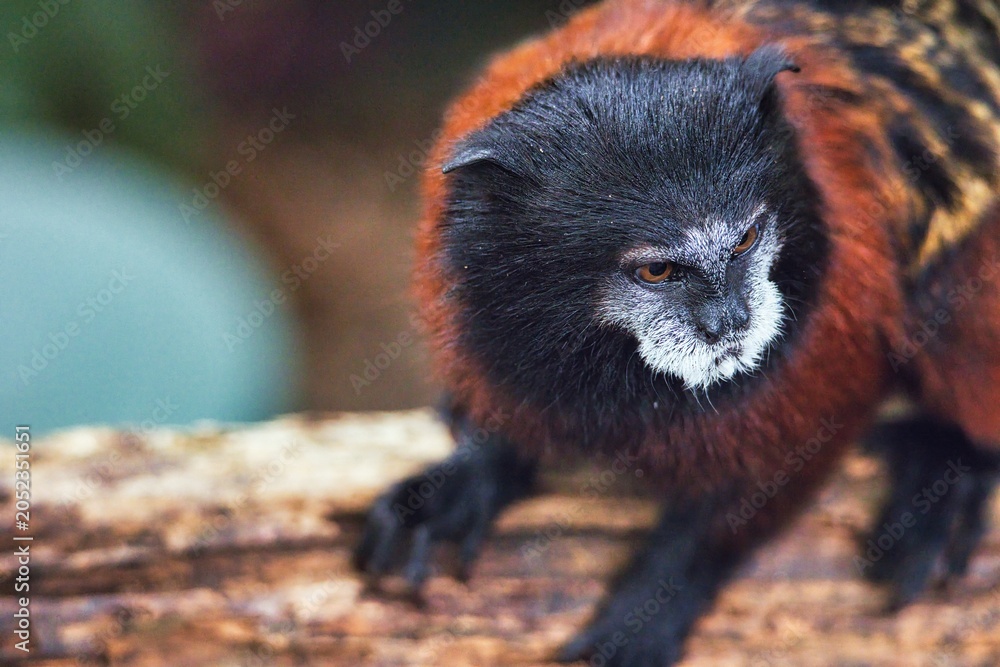 Fototapeta premium Red Ruffed Lemur Portrait with Intense Gaze and Natural Background