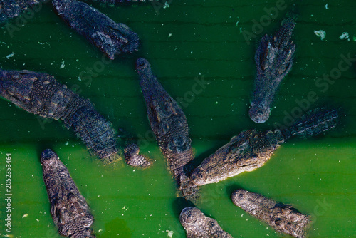 Crocodiles Basking in Green Waters Under Bright Sunlight Near Natural Habitat