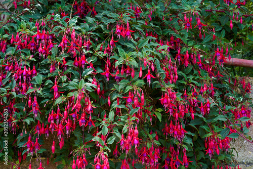 Fotografie Fuchsia shrub in bloom Anaga garden