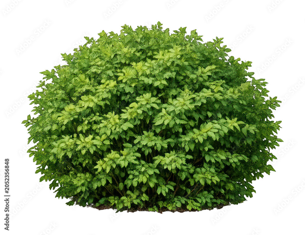 Fototapeta premium PNG Lush green bush isolated background.