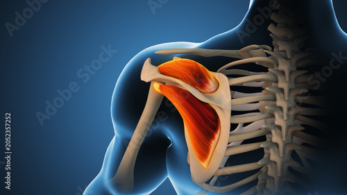 Rotator Cuff Muscles Supporting Shoulder Stability
