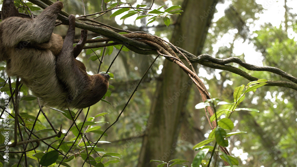 Fototapeta premium Wild Brown-Throated Sloth Hanging from a Thick Vine in Tropical Rainforest