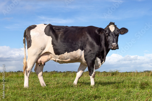 Cow, authentic side view standing on green grass in a pasture, a blue sky