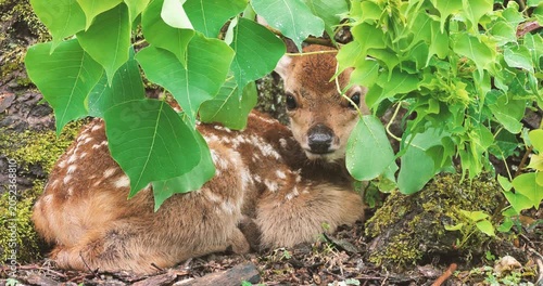 newborn fawn hiding behind green leaves in a rainy day