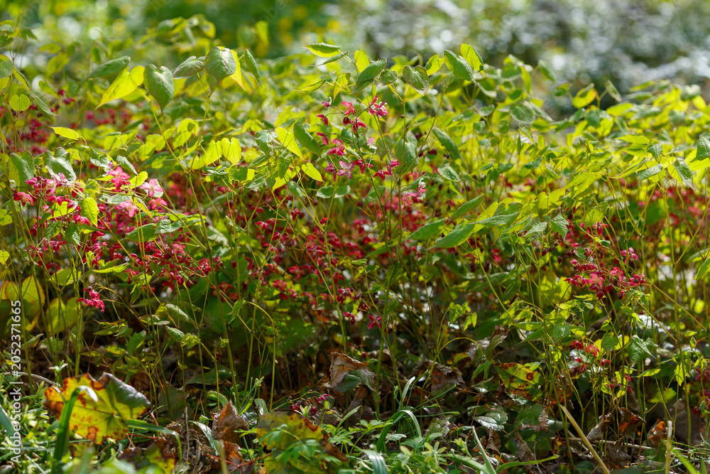 Fototapeta premium Epimedium rubrum, known as red barrenwort, is a species of perennial flowering plant in the family Berberidaceae, cultivated in gardens. Nature wallpaper