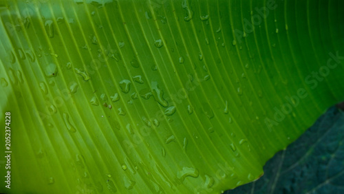 Fotografie Banana leaves are large, wide, elongated, and slightly rounded, averaging two me