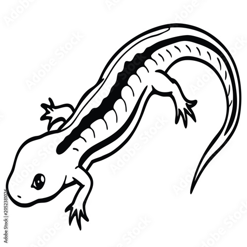 Photos lizard silhouettes