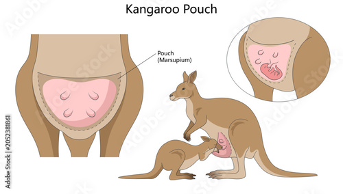 Schilderij op canvas kangaroo marsupium anatomy, pouch interior, teats, joey nursing, and adult female kangaroo diagram hand drawn schematic vector
