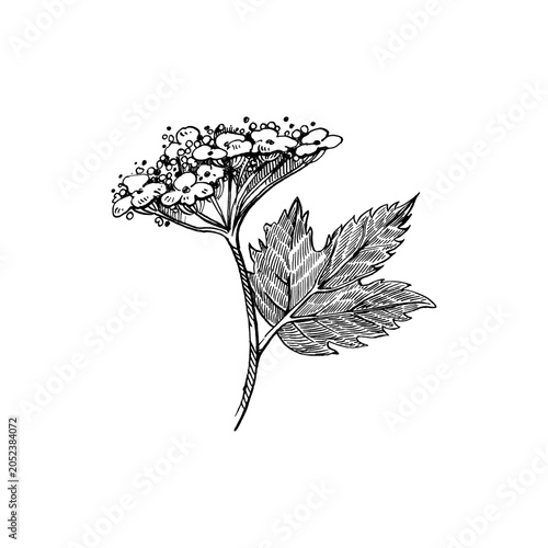 Schilderij op canvas Hydrangea flower with stem and leaf