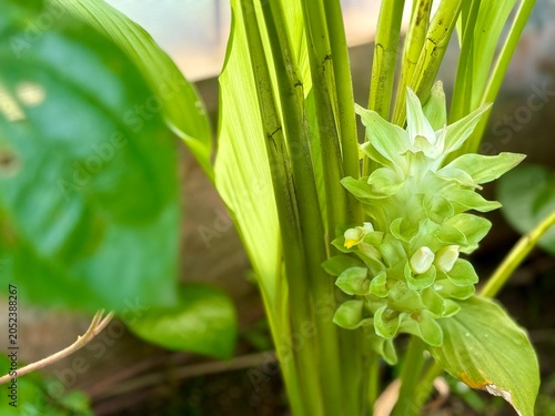 Edible green plant of Turmeric