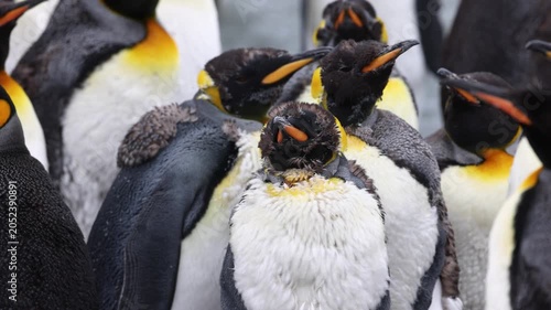 Molting king penguins Aptenodytes patagonicus huddling during feather replacement in South Georgia, subantarctic islands, wind exposure and thermoregulation behavior, close up telephoto shot