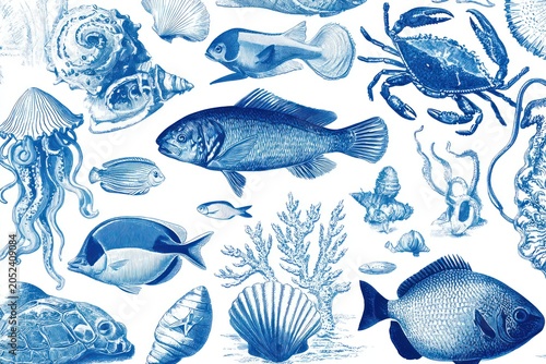 Blue and white vintage marine life illustration featuring various fish, shellfish, and sea creatures