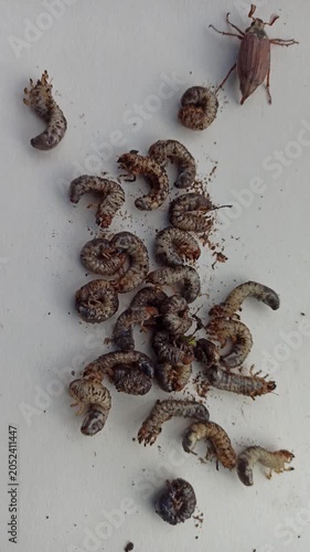 May Beetle Larvae and Adult Cockchafer on White Background. Group of large white grubs and one brown beetle pests of agriculture and garden. Melolontha larvae top view isolated on light surface.