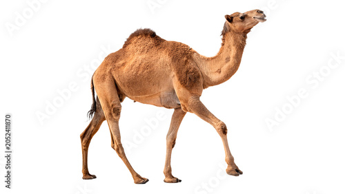 Photography Full length side view of a wild dromedary camel walking slowly isolated on trans