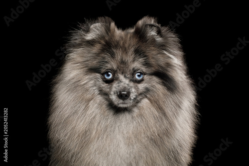 Obraz na płótnie Blue merle Pomeranian spitz close-up portrait with striking blue eyes on black b