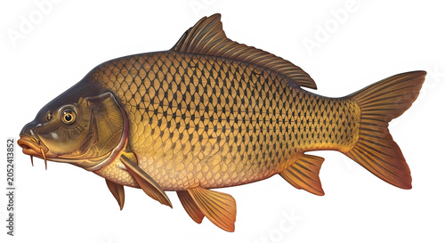 Brown trout fish with black spots isolated on transparent background