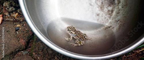 Canvastavla Small European green toad sits inside a reflective metal bowl placed outdoors