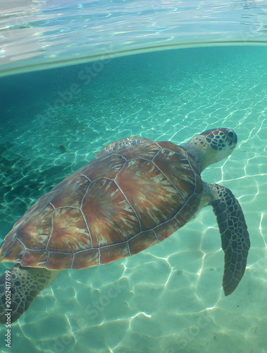 a sea turtle swimming in the reef