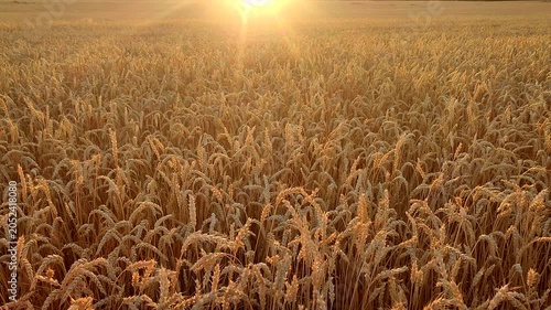 Sunset and dawn in wheat field. Sunrise or sundown above field of growing ears of wheat on summer evening. Shining sun and field with spikes of ripe wheat. Agricultural landscape