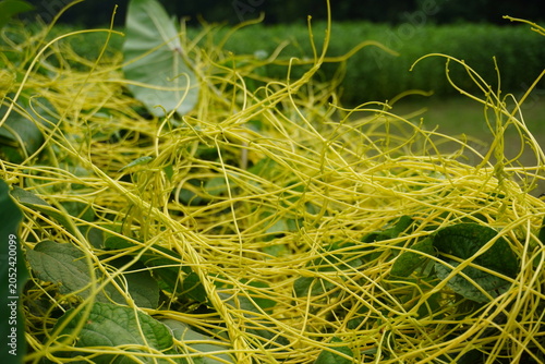 Schilderij op canvas Yellow Parasitic Vine Intertwined with Green Foliage