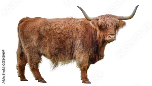 Foto Highland cow with long horns and shaggy brown fur