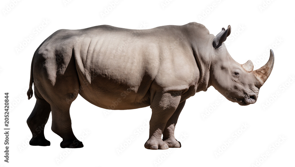 Fototapeta premium White Rhinoceros Side View