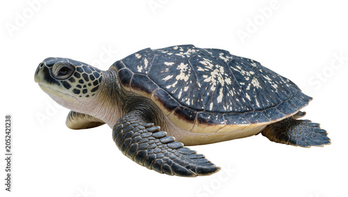 Fotografie Green sea turtle with patterned shell on white