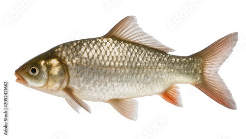 Canvas Print Silver carp fish with scales and fins