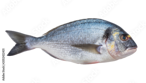 Foto Whole raw sea bream fish with silver scales and yellow accents