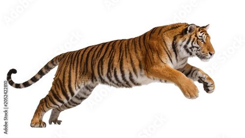 Fényképezés Tiger leaping mid-air with orange and black stripes